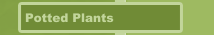 Potted Plants