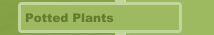 Potted Plants