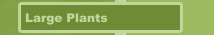 Large Plants