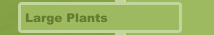 Large Plants